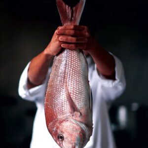 Northern Red Snapper