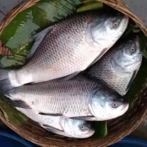 Catla fish