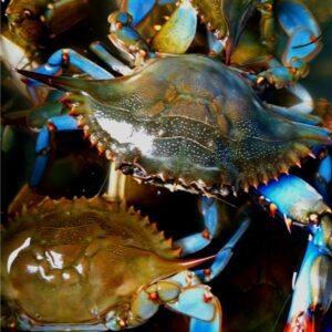 Blue Crab (Callinectes sapidus)