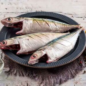Indian Mackerel